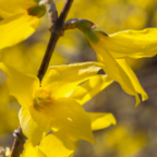 Flowers-2