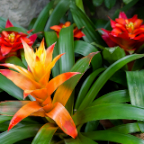 Flowers-3