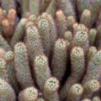 Flowers-6