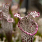 Flowers-9