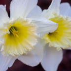 Flowers-1